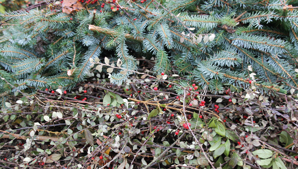 Baum- und Strauchschnitt